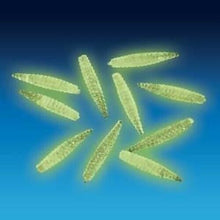 Load image into Gallery viewer, Zombie Glow Maggots! - Jokes, Gags and Pranks - Reusable! - Glow In The Dark!