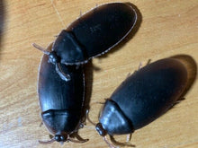 Load image into Gallery viewer, Fake CockRoaches - Scare Your Friends With These Fake Cock Roaches!