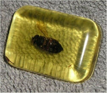 Load image into Gallery viewer, Bug In Ice Cube - Jokes, Gags, Pranks - 3 Bug In Ice Cubes For One Low Price!
