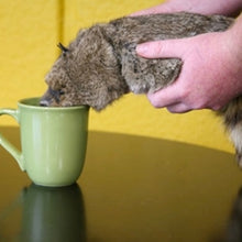 Load image into Gallery viewer, Super Robbie Raccoon - Appears Alive - Great Magician's Prop Children Love! - Super Flex Neck Version!