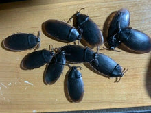Load image into Gallery viewer, Fake CockRoaches - Scare Your Friends With These Fake Cock Roaches!
