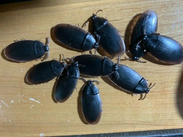Fake CockRoaches - Scare Your Friends With These Fake Cock Roaches!