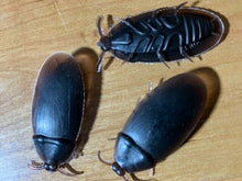 Load image into Gallery viewer, Fake CockRoaches - Scare Your Friends With These Fake Cock Roaches!
