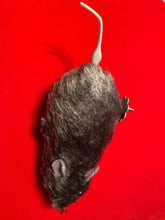 Load image into Gallery viewer, Wind Up Furry Gray Mouse - Startle That Special Person With This Fake Mouse!
